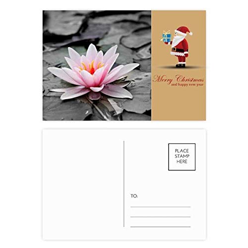 Cartes postales lotus rouges en coffret de 20 à offrir aux passionnés