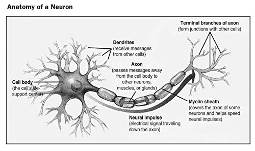 Clep® Introductory Psychology Book + Online (Clep Test Preparation) #TOP3