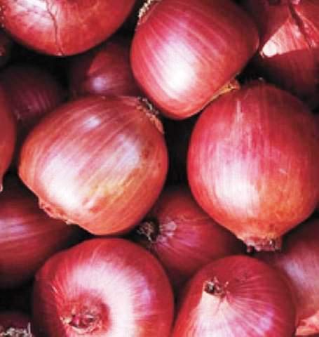 Miniatura 5 de Cebolla italiana grande Ramata di Milano Rossa Alrededor de 300 semillas