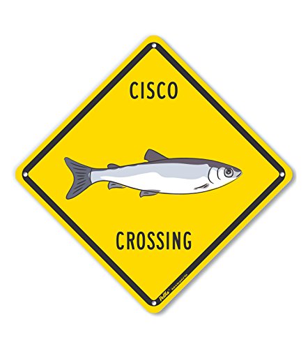 Panneau en aluminium Cisco Crossing PKAC-1085-NA jaune de 25,4 x 25,4 cm