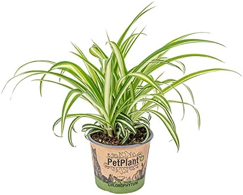 Bloomique - Chlorophytum ...