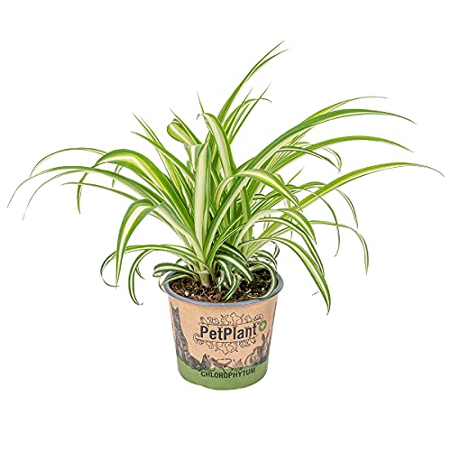 Bloomique - Chlorophytum 'Variegatum' - Plante araignée - Dépolluante - Sans danger - 20-30 cm de Haut - Pot 12 cm