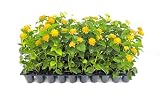 Lantana New Gold I 10 Live Plants I Verbenaceae Camara I Live Vibrant Golden Yellow Flowers, Heat and Drought Tolerant, Ideal for Hanging Baskets and Borders