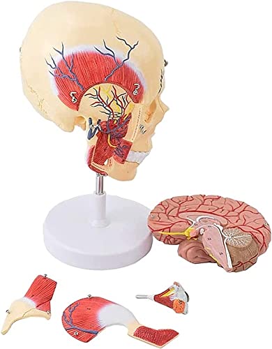 Anatomy Educational Model, Human Masticatory Muscle Brain Anatomical Skull Skeleton Teaching Tool Toy Aids image 4