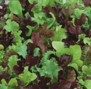 735 Seeds of Lettuce French Salad Leaves, Garden Treasures Fresh Herbs Vegetable Fruit
