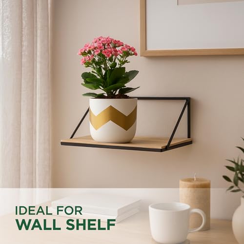 Image of Urban Plant Terracotta Pot - Trendy Planter for Modern Home & Garden Spaces (Nova Terracotta Pot - White)