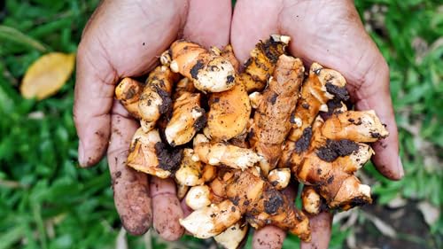 Image of Cederberg Tea Company Organic Ginger Tea - 30 Tea Bags | Organic Herbal Tea From Single Origin | Eco-Friendly Tea Bags | Non-GMO Caffeine Free Tea With Zero Sugar