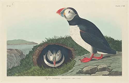 Tableau macareux par John Audubon impression d'art sur toile 60x90cm pour salon