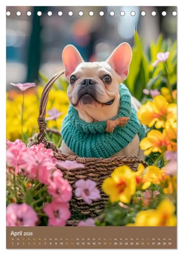 Frenchie Couture - Französische Bulldoggen in Strick-Chic (Tischkalender 2026 DIN A5 hoch), CALVENDO Monatskalender: Französische Bulldoggen in lustigen Hundestricksachen (CALVENDO Tiere)