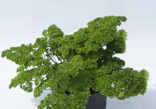 50 SEMI DI PREZZEMOLO RICCIO semi freschi