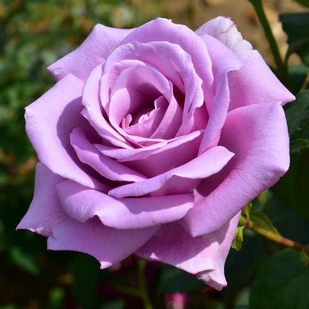 Plant House Live Pink Mauve Rose Plant with Pot (B07H6K7VXV) Amazon Price History, Amazon Price Tracker