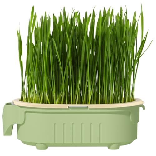 Generisch Maceta de hierba para gatos, caja de plantación de hierba para gatos, novedad para mascotas de aperitivos sin solución de riego anhidro