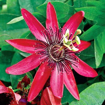 See full amazon price history chart for BONOBITHI Passion Flower (Passiflora Incarnata) Red Jhumkolota/passiflora//rakhi flower/Creepers & Climbers Flower Live Plant pack of 1 (Small Size Plant) BONOBITHI Passion Flower (Passiflora Incarnata) Red Jhumkolota/passiflora//rakhi flower/Creepers & Climbers Flower Live Plant pack of 1 (Small Size Plant) (B0BSS5V4FP) Amazon Price History, Amazon Price Tracker