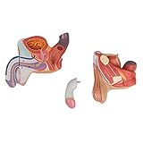 Männliche Geschlechtsorgane 4-teilig