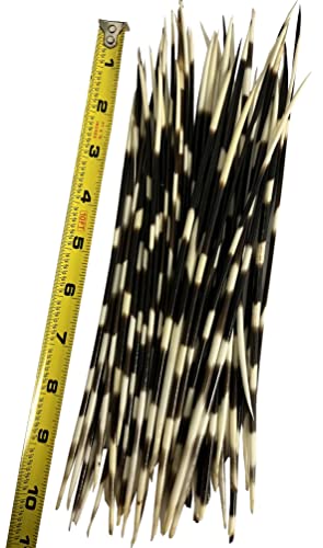 Nautical Beach Decor African Porcupine Quills 8-10 inch | 10 Pieces (Natural Bone) - Jewelry - Crafting - Art