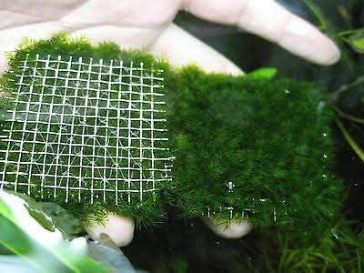 See full amazon price history chart for Maalavya Live Aquatic Plant Weeping Moss 2.5 * 2.5 S.S Pad Aquarium Tank And Terrarium Maalavya Live Aquatic Plant Weeping Moss 2.5 * 2.5 S.S Pad Aquarium Tank And Terrarium (B0D9SCVZGZ) Amazon Price History, Amazon Price Tracker