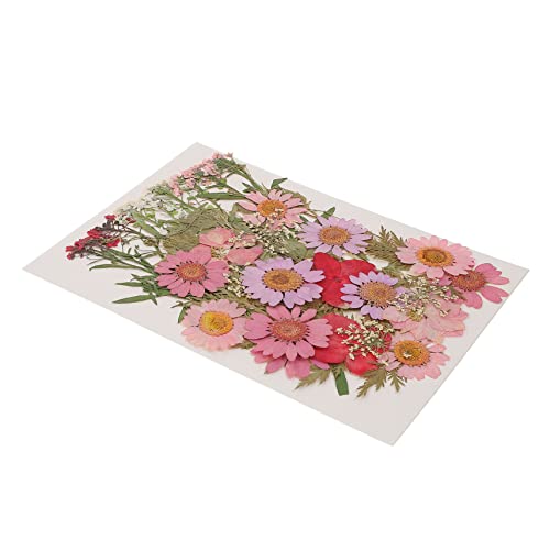 COHEALI 40 Pçs Flores Secas Em Relevo Para Decoração Floral Marcador De Páginas Flores Secas Várias