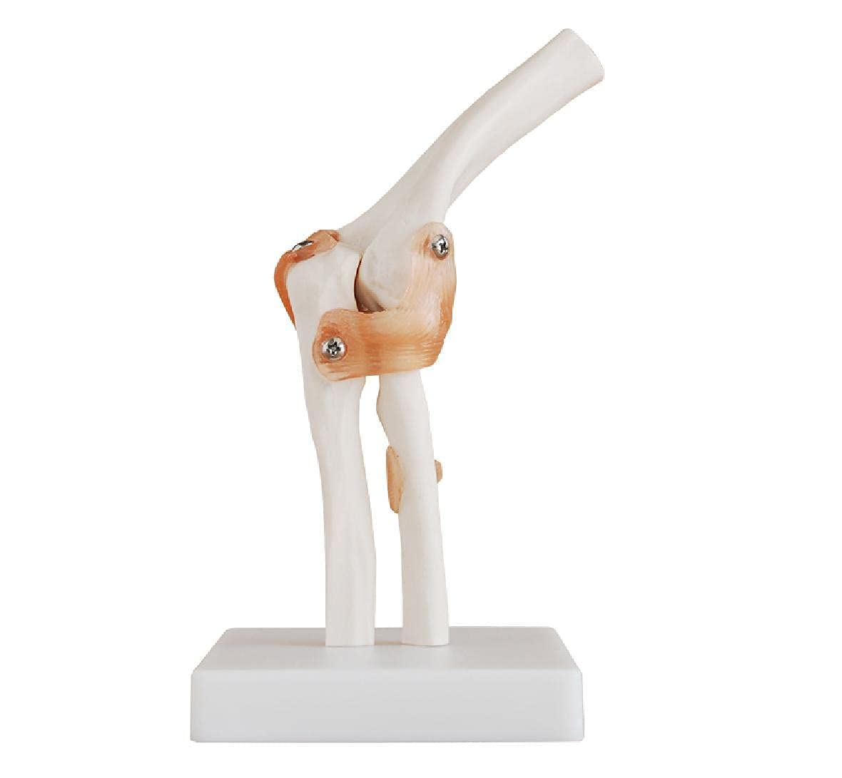 AjantaExports Elbow joint Ligaments Anatomy Human body Skeletal system Upper limb Articulation Flexion Extension Pronation Supination Ulna Radius Humerus Medial collateral ligament (MCL) Lateral collateral ligament (LCL) Radial collateral ligament