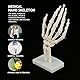 Skelett-Handmodell, Menschliches Handgelenk, Medizinisches Anatomisches, Studie, Skelettmodell
