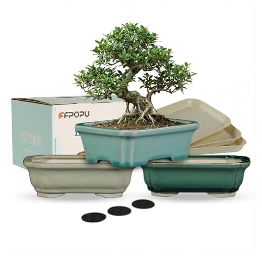 FFPOPU Small Ceramic Bonsai Pots with Drainage Tray, 3 Picks 6-inch Bonsai Tree Pot with Ice Cracked Glaze, Mini Bonsai Planter Pot for Desktop Decoration of Dwarf Trees, Succulents, and Small Plants