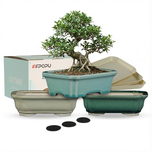 FFPOPU 3-Packs Ceramic Bonsai Pots with Drainage Tray, 6-inch Cute Bonsai Tree Pot with Ice Cracked...