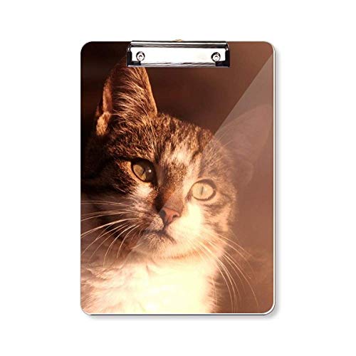 Presse-papiers A4 Animal Sentimental rigide à haute pression Simpol Shoot
