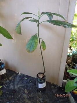 HASS Avocado Seedling 1 Year Old Plant, Sent in Plastic Container with Soil