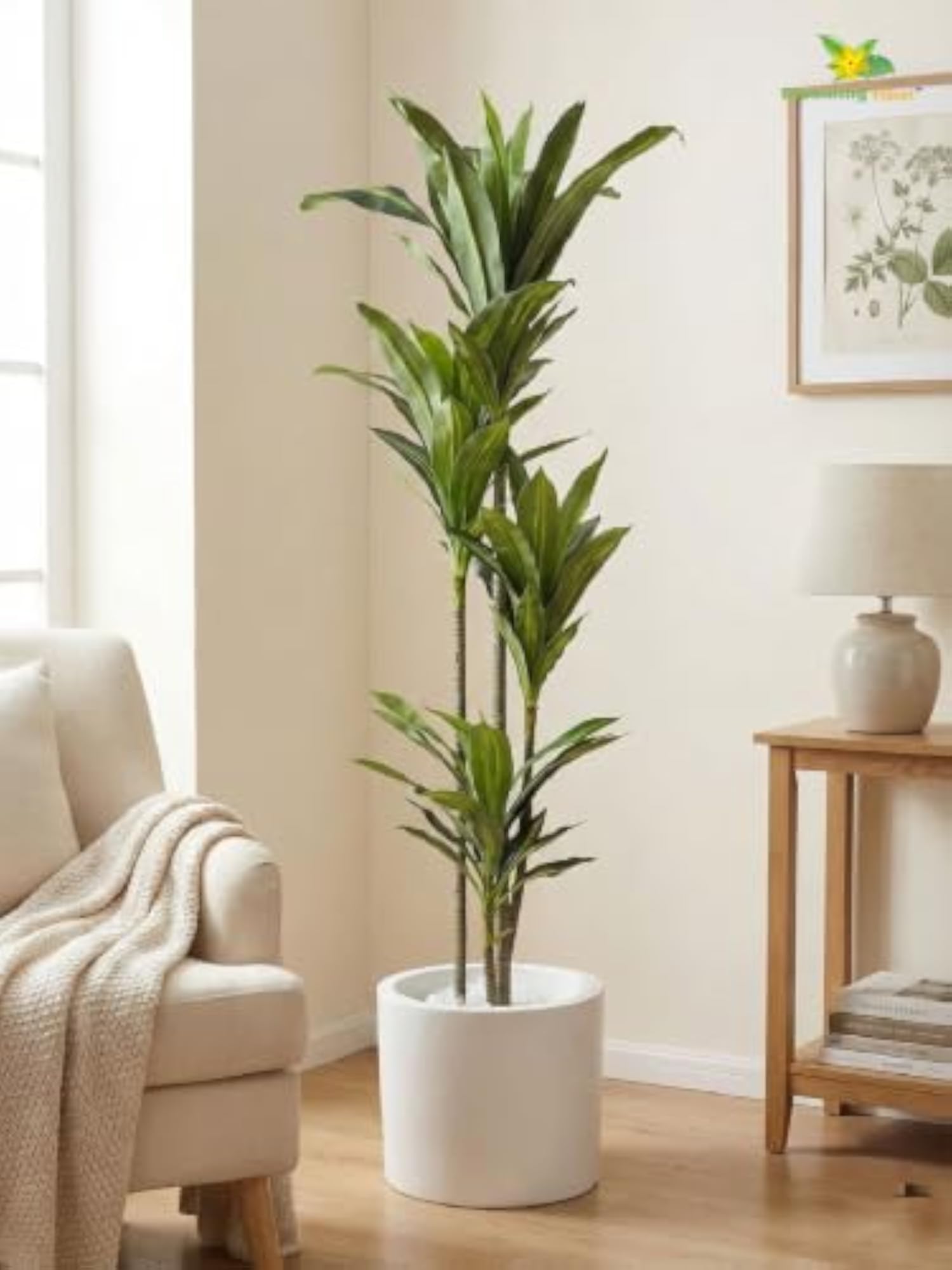 Premium Artificial Dracaena Plant with Basic Pot