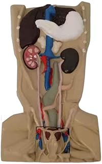 Biology Teaching Model, Dog Organs Anatomical Model, Urinary System Structure Model, for Medical Teaching Research Show, Convenient for Learning and Observation