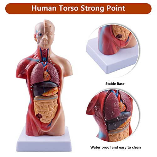 Image of breesky 10.5inch Medical Torso Human Body Model Anatomy 15 Removable Parts Education Organs Model for Teaching Study Class Students (Red)