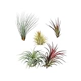DECOALIVE Pack de 5 Plantas del Aire Diferentes Tillandsias de Interior y Exterior Claveles del Aire, 8436601570796