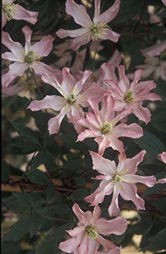 Clématite montana Rosebud® 'Robud'