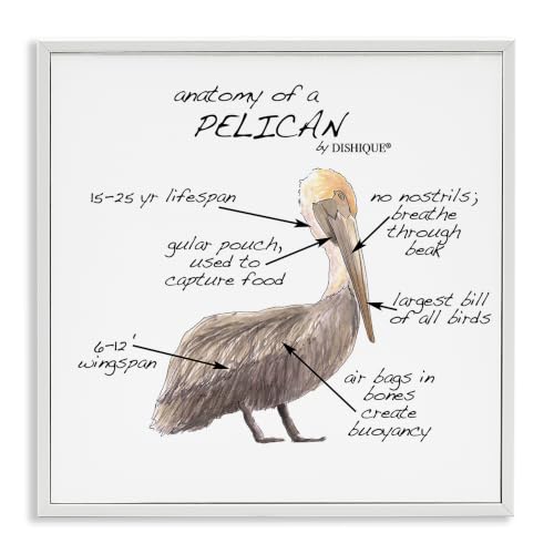 Stupell Industries Pelican Sea Bird Animal Educational Anatomy Diagram, Design by Dishique, 24 x 24, White Framed