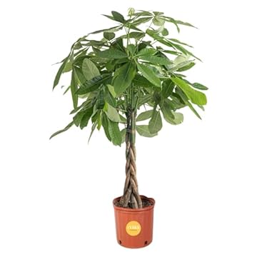 Top Indoor Plants That Will Transform Your Space Instantly 1 best indoor plant tallest