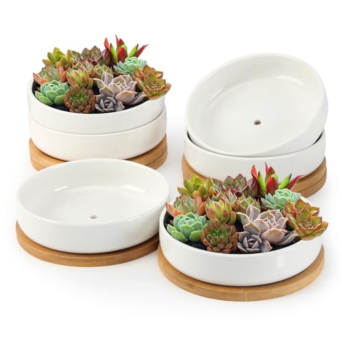 Ceramic Succulent Pots