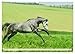 Elegant Horses - Exuberant and Carefree (Wall Calendar 2026 DIN A3 Landscape), CALVENDO Monthly Calendar: Horses in Trot and Gallop on the Paddle (CALVENDO Animals)