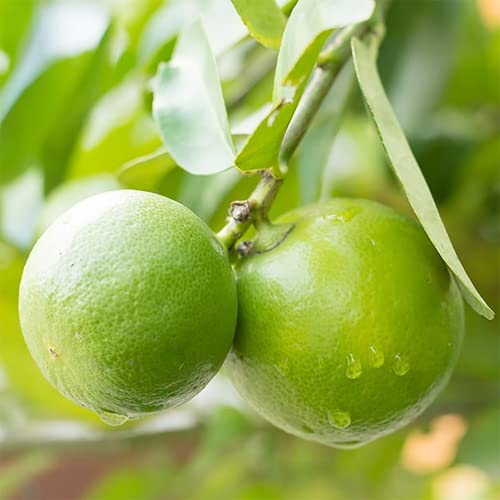 Qauzuy Garden 70 Key Lime Seeds, Mexican Acid Lime, West Indian Lime Seeds - Non-Gmo Fruit Seeds - Perennial Tropical Exotic Fruit Tree - High Yield & Tasty & Easy To Grow #TOP5