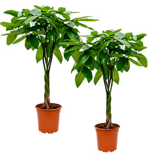 2er-Set, Glückskastanie, Pachira aquatica, 40-50cm, ø 12-15cm Topf, Zimmerpflanze für Wohnung und Büro, Qualität vom Pflanzen Profi, Schneller Pflanzenversand, Ideale Raumbegrünung