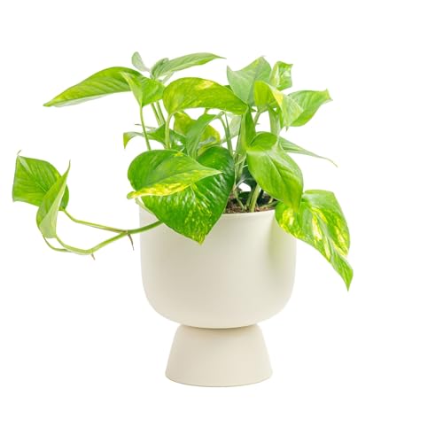 Costa Farms Golden Pothos Live Plant, Devil's Ivy in Decorative