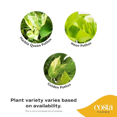 Image of Costa Farms Golden Pothos Live Plant, 10-Inch Hanging Basket, Large Devil's Ivy Trailing Indoor Houseplant, Low Light Easy Care, Boho Home Decor, Housewarming Gift