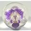 Purple Orchid Moth