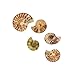 Price comparison product image GeoFossils Polished Ammonite Fossil 110 Million Years Old! Stocking Filler/Birthday Gift
