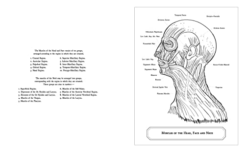 Gray's Anatomy Coloring Book: Images to Color from the Classic 1860 Edition (Sirius Creative Coloring) - Image 2