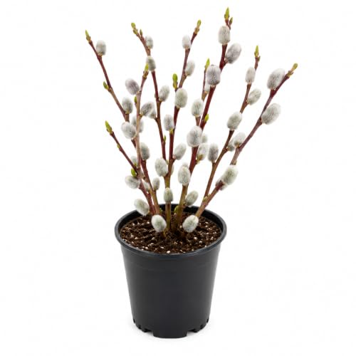 French Pussy Willow Plant Live | 2.5 Inch Potted Pussy Willow Tree | Outdoor Plant for Gardens and Yards | Suitable for Yard Planting and Landscape Design