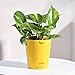 Ugaoo Good Luck Money Plant Variegated With Self Watering Pot