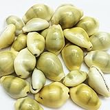 IS4A Natural Yellow Cowrie Sea Shells Laxmi (Lakshmi) Kaudi Conch (21 Piece) Laxmi and Diwali Pooja Article