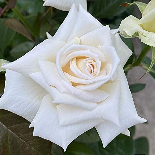 Amazon.co.jp: バラ苗 【クレムドゥメイアン】 (新苗植え替え