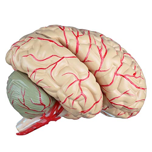 Image of Vision Scientific VAB443 Life Size Human Brain with Arteries - 9 Parts | Shows Frontal, Parietal, Temporal & Occipital Lobes | Half of Brain Stem, Half of Cerebellum, Brain Arteries