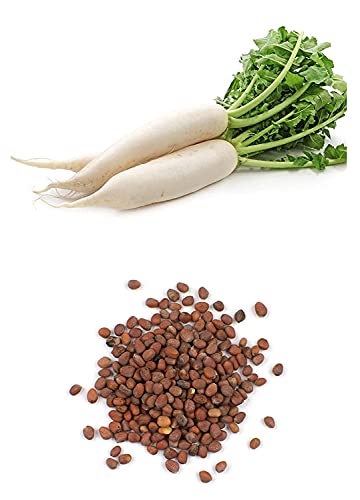 Image of SK ORGANIC Radish Seeds (Muli) for Cultivation and sprouting (250 gms)