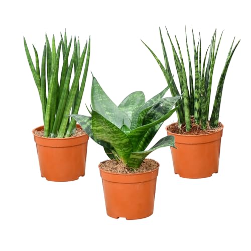 Green Me Up Mini Sukkulenten - Babypflanzen Trio Badezimmer - echte Pflegeleichte Zimmerpflanzen - 3er Set im 9 cm Topf - Sansevieria Hanni Kirkii Cylindrica - frisch aus der Gärtnerei